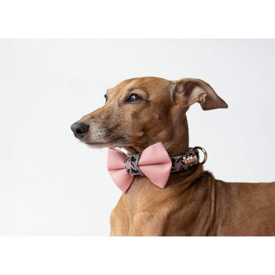 Nœud papillon Élite pour chien