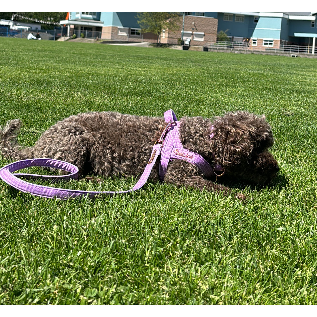 Collier mauve pour chien